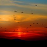 Hope's Dawn