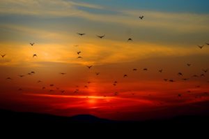 Hope's Dawn