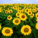 Field of Sun