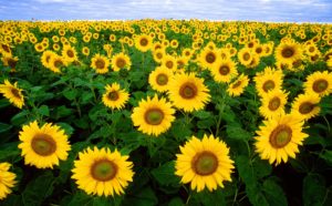 Field of Sun