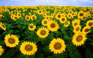 Field of Sun