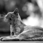 Petey the Cat Nap Awakens