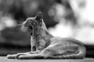 Petey the Cat Nap Awakens