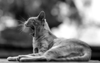 Petey the Cat Nap Awakens