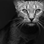 Petey the Cat
