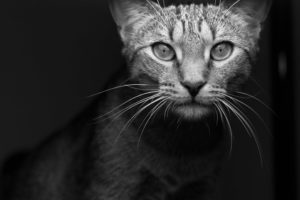 Petey the Cat
