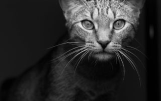 Petey the Cat