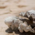 From Sand to Pearl