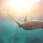Turtle Flies