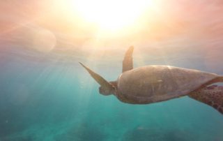 Turtle Flies
