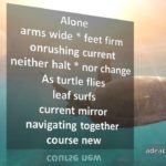 Turtle Flies
