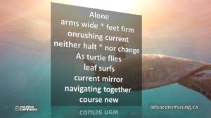 Turtle Flies