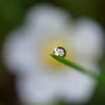 Essence