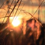 Light's Arrival