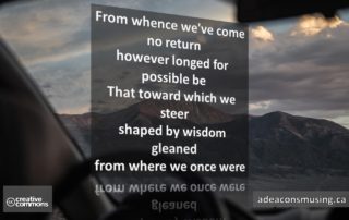 Steer
