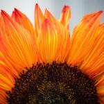 Gratitude Blooms