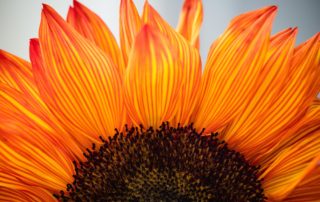 Gratitude Blooms