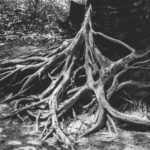Roots Dive