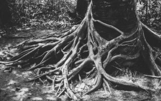 Roots Dive