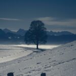 Silence's Lull