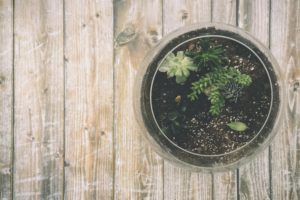 Plant Hope