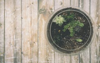 Plant Hope