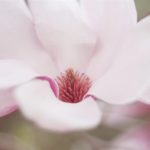 Hope Bloom