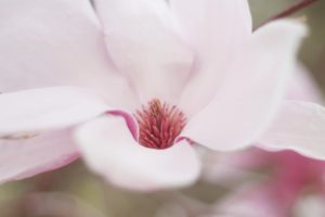 Hope Bloom