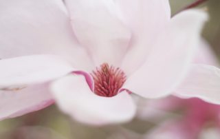 Hope Bloom