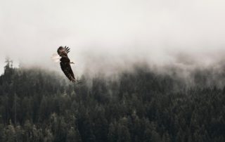 Choice's Strength
