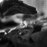 Hope Blooms