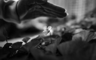 Hope Blooms