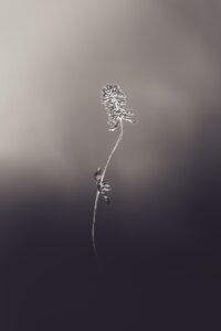 Gentleness
