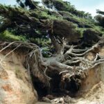 Roots Dive