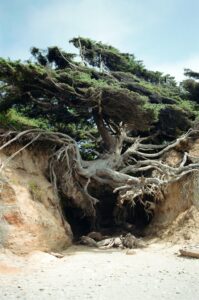 Roots Dive
