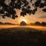 Wonder Alights