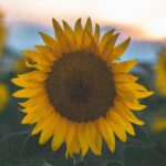 Peace Blooms
