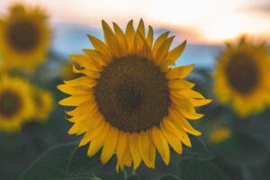 Peace Blooms