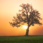 Fruition's Promise