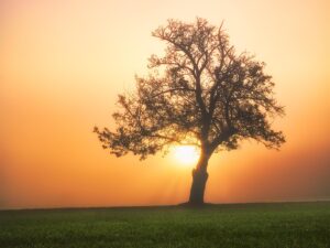 Fruition's Promise