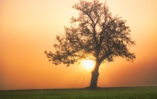 Fruition's Promise