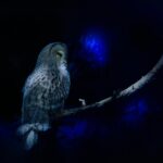 Wisdom Awakening