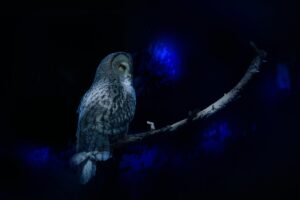 Wisdom Awakening