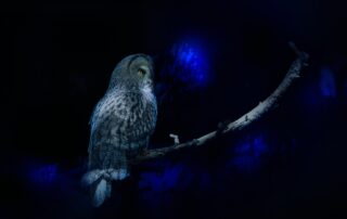 Wisdom Awakening