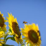 Intention's Nectar
