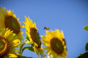 Intention's Nectar