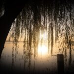 Wisdom Impart