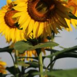 Bounty Abounds
