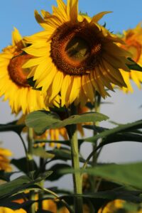 Bounty Abounds