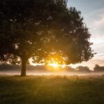 Understanding Dawns
